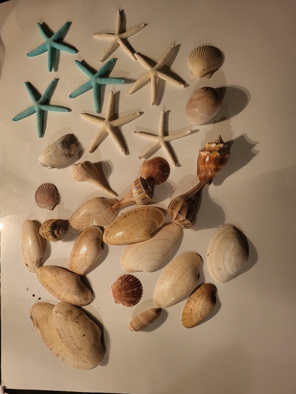 Bundle Of Star Fish And Shells